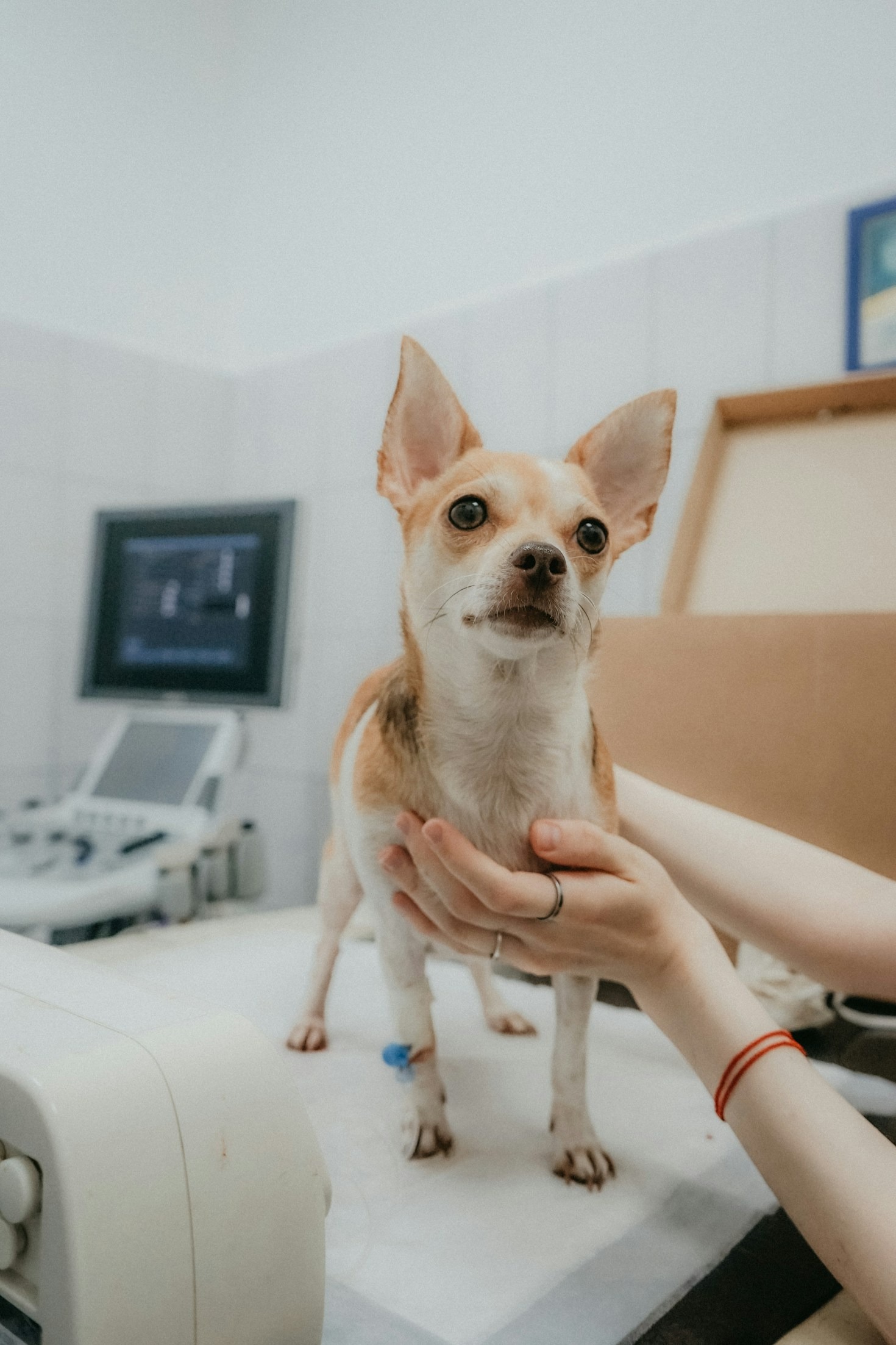 5 Dicas Essenciais para a Saúde do Seu Pet