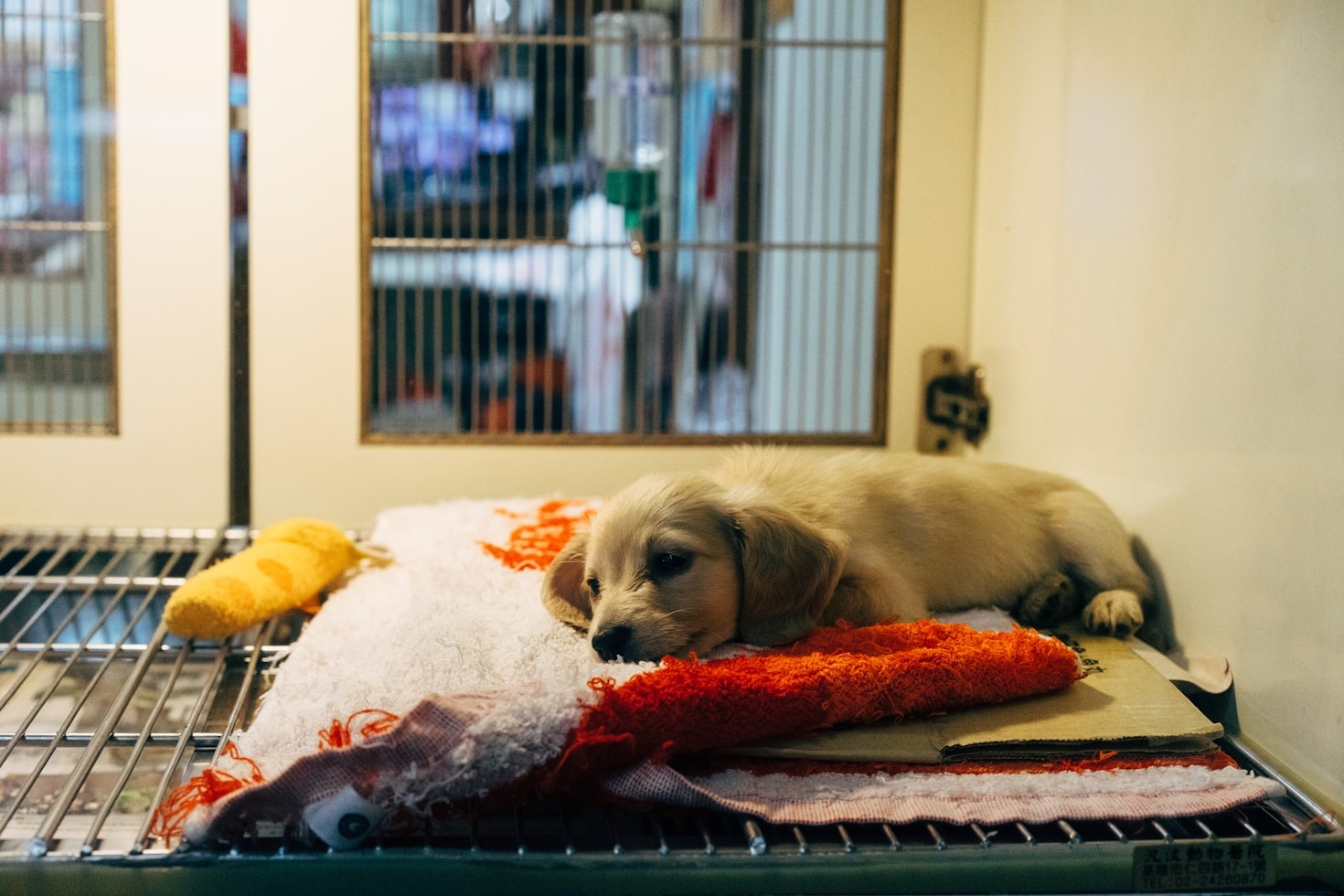 Conheça Nossa Estrutura Dedicada ao Bem-Estar Animal