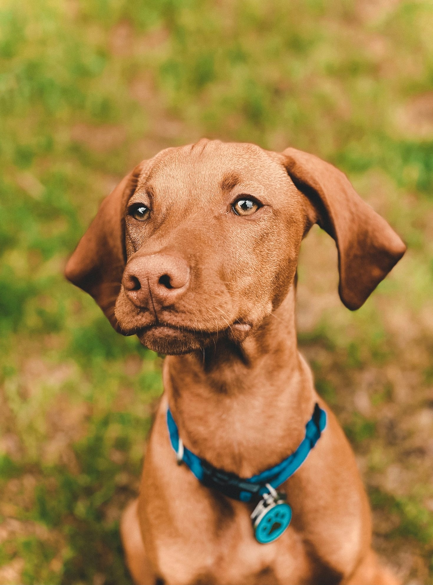 Saúde Animal: Cuidados Preventivos Essenciais